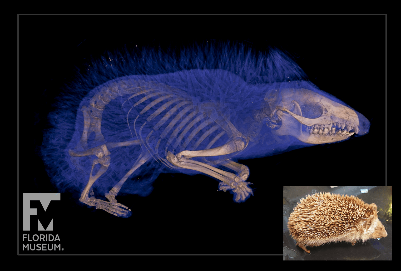 Rendering of a hedgehog CT scan, with skeleton in light brown and soft tissue in blue. An image of the fluid specimen is shown in the bottom left corner.