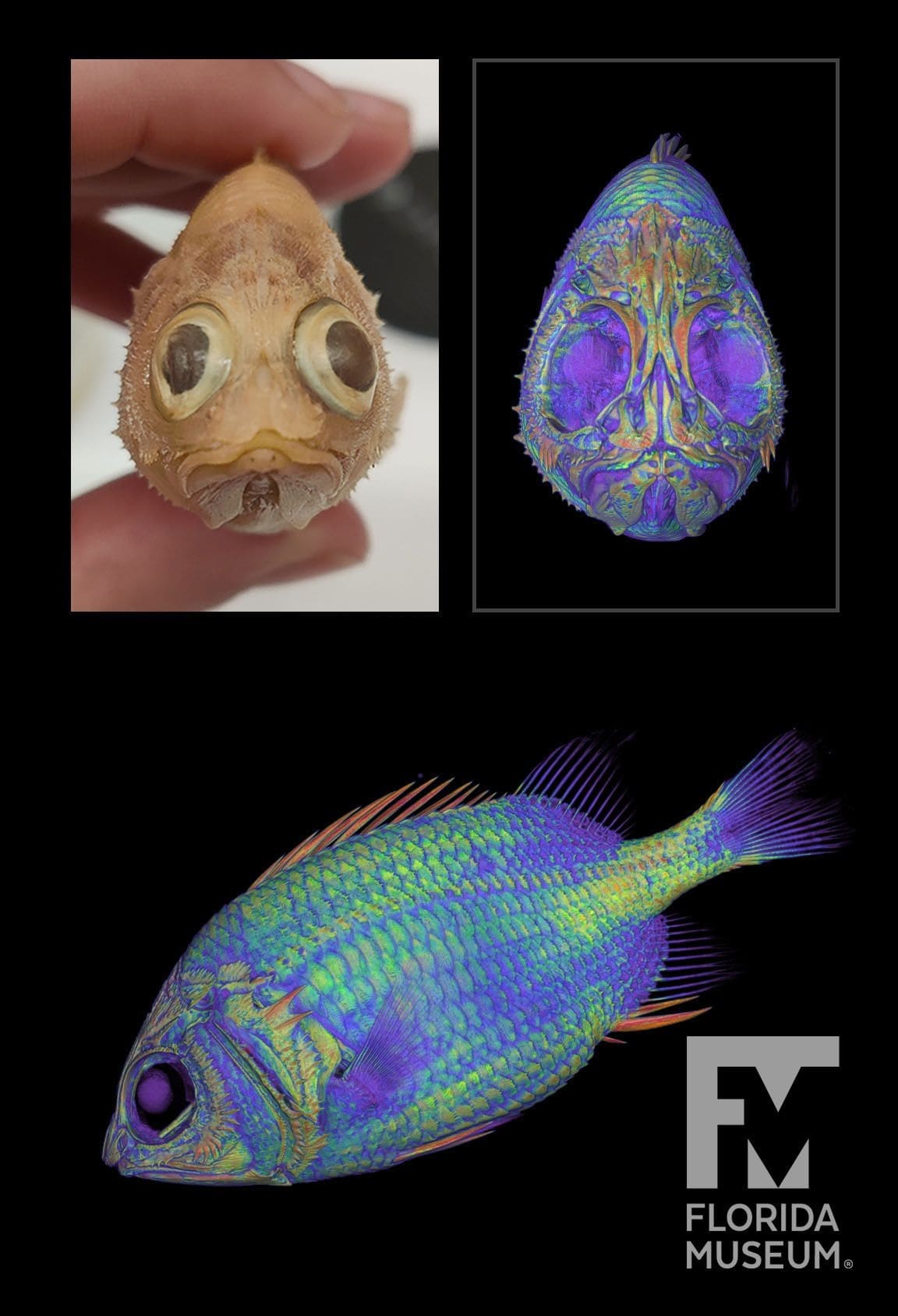 Rendering of a CT scan of a cardinal soldierfish in rainbow colours. Shown from the left side (bottom) & front-on (top right). Fluid specimen shown in top right