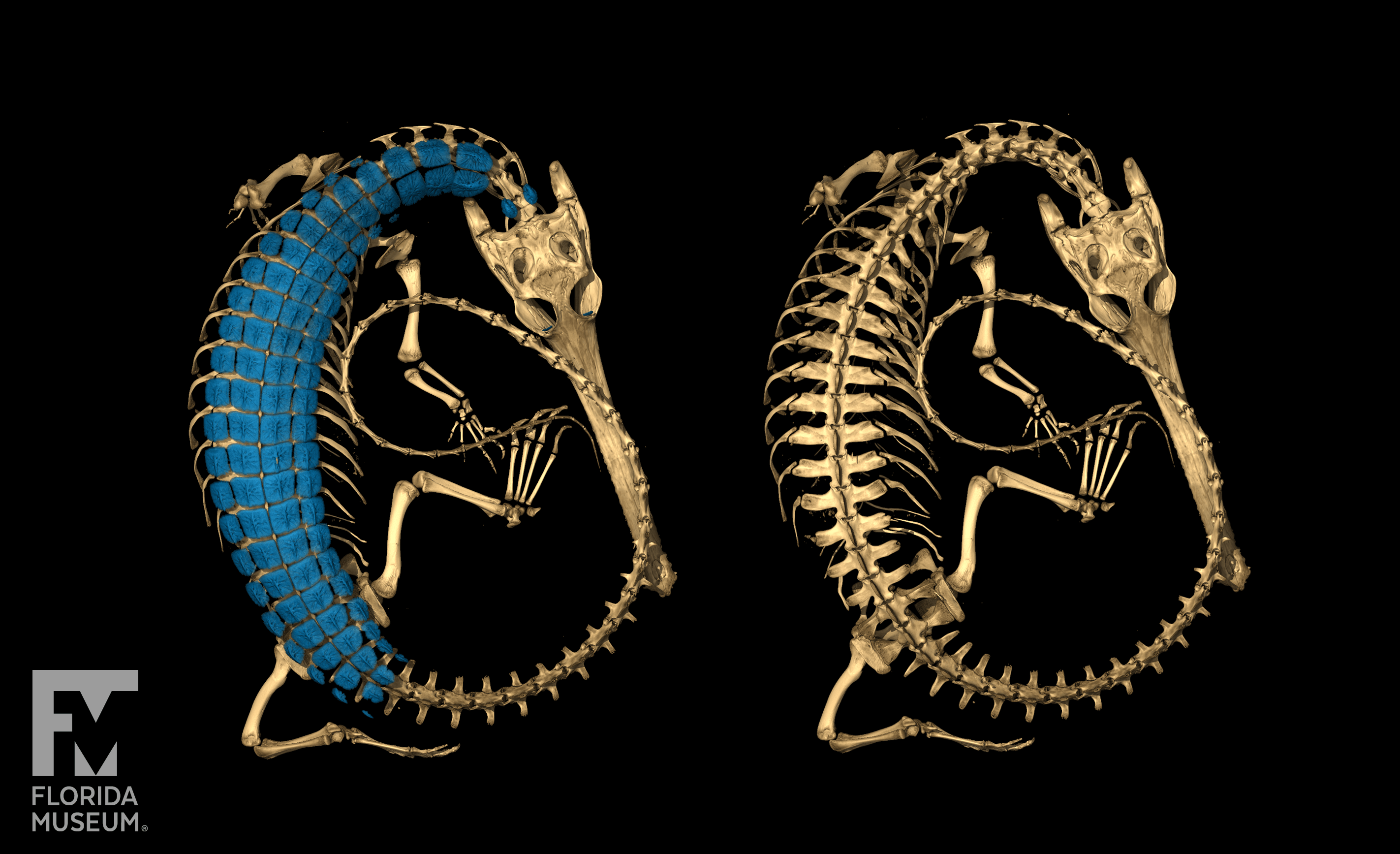 Rendered skeleton of a gharial with skeleton in light brown and osteoderms in blue. Shown with (left) and without (right) osteoderms.