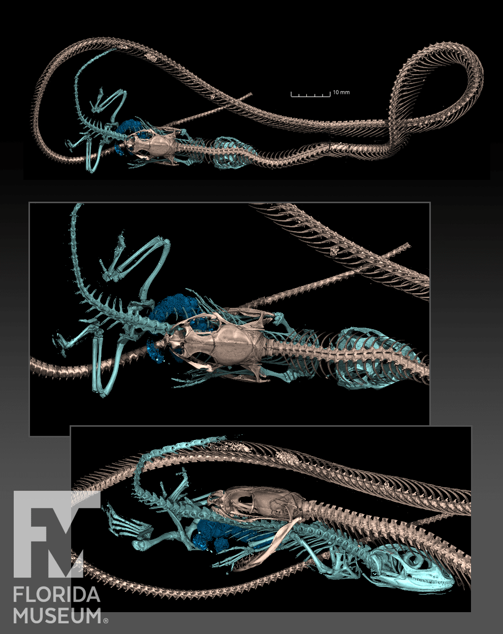 Rendering of CT scan of a black racer snake partway through eating a fence lizard. Snake skeelton shown in light brown, lizard skeleton shown in light blue.